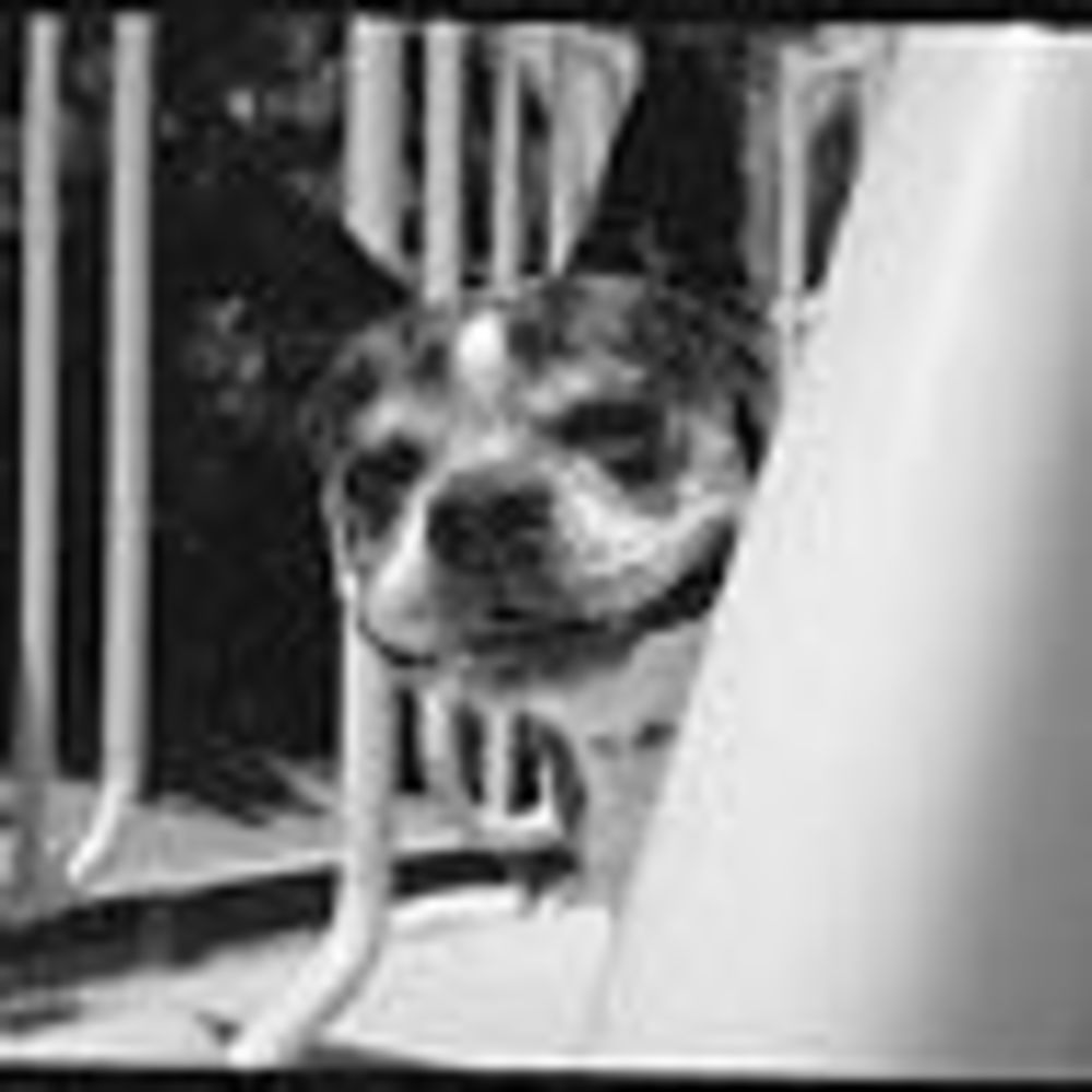 Meet your Posher, Martha